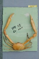 藏品(長手隆背蟹)的圖片